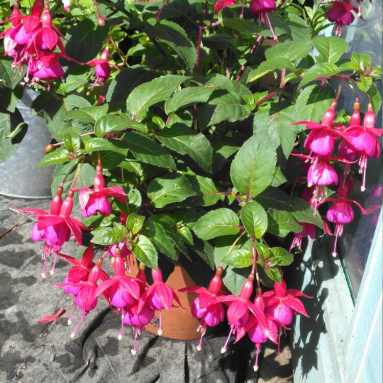 Plant image Fuchsia 'Beacon'