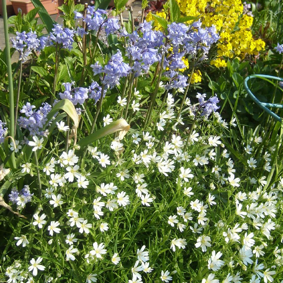 Stellaria holostea