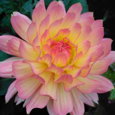 Dahlia (Bedding Varieties)