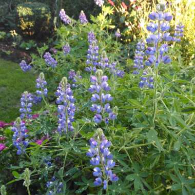 Lupinus 'Pixie Delight' (Mix)