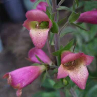 Digitalis Illumination Series