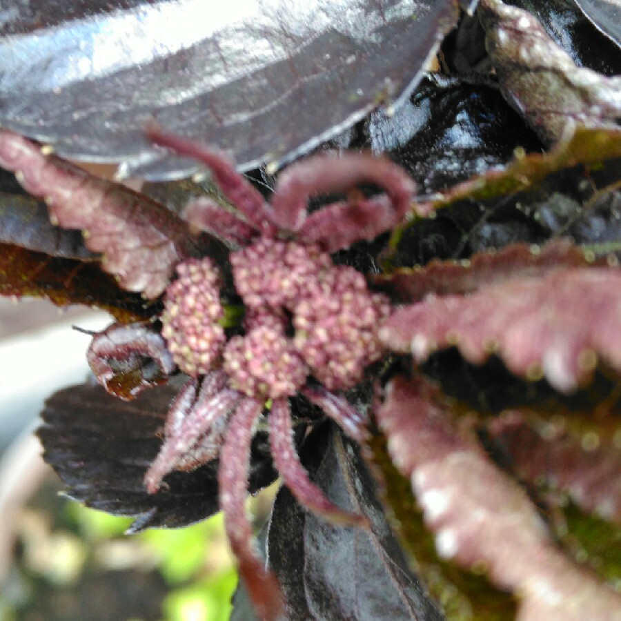 Sambucus nigra f. porphyrophylla 'Eiffel 1' syn. Sambucus nigra f. porphyrophylla 'Black Tower'