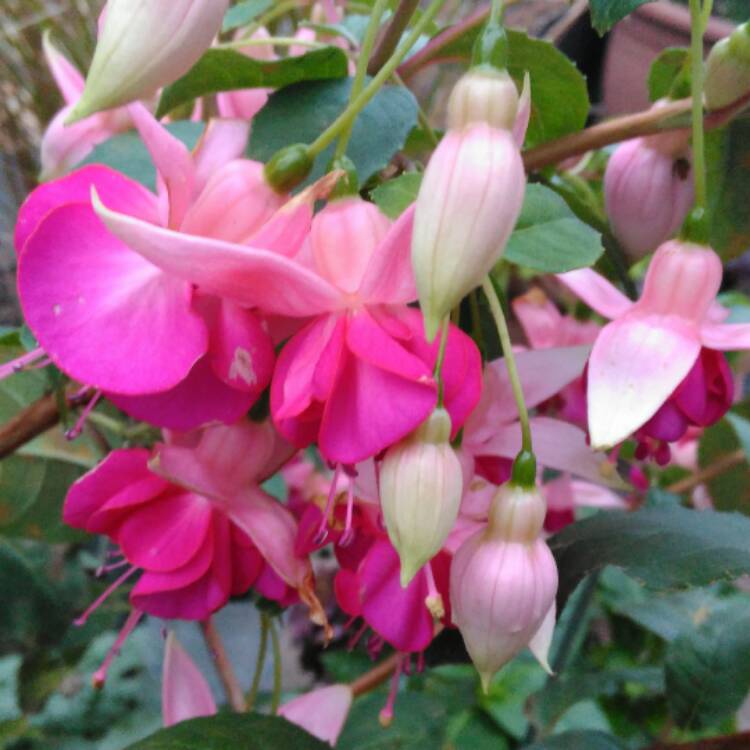 Plant image Fuchsia 'Garden News'