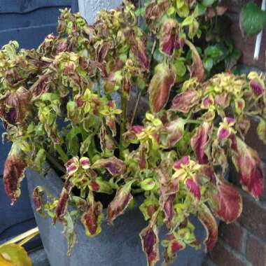 Solenostemon scutellarioides  syn. Plectranthus scutellarioides, Coleus scutellarioides, Coleus blumei