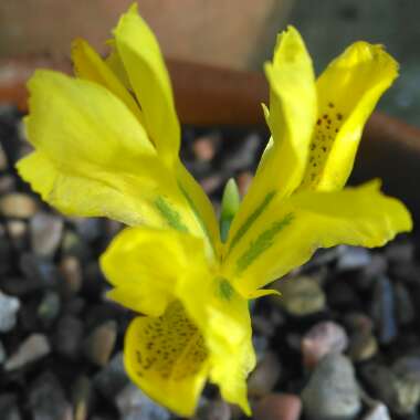 Iris danfordiae syn. Iris reticulata 'Danfordiae'