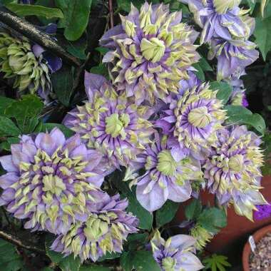 Clematis 'Taiga'