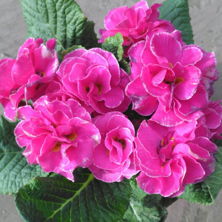 Plant image Primula 'Rose'