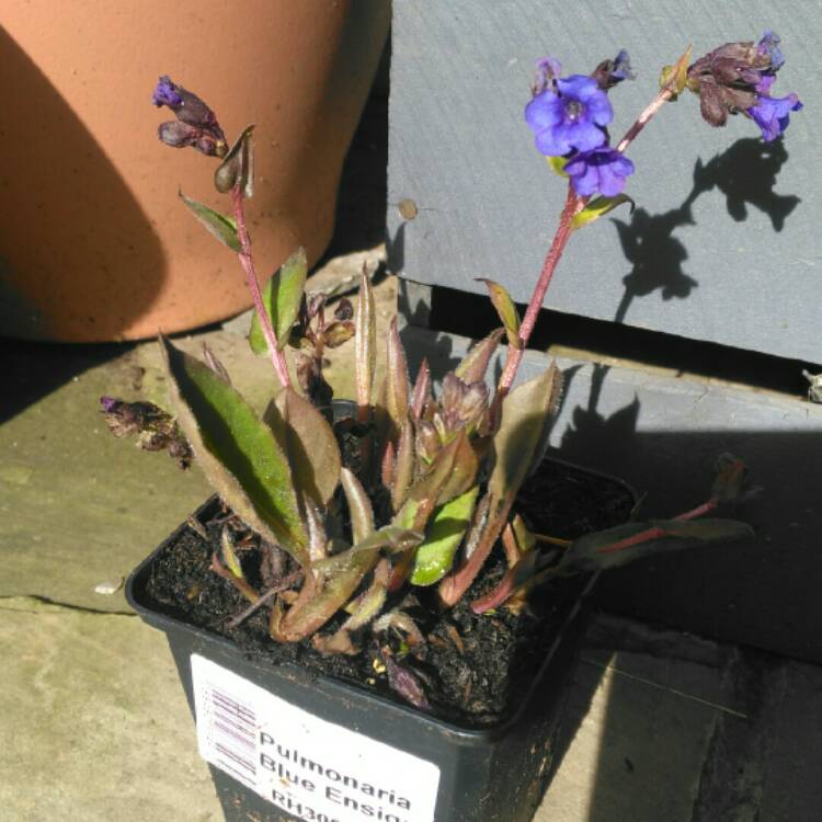 Plant image Pulmonaria 'Blue Ensign'