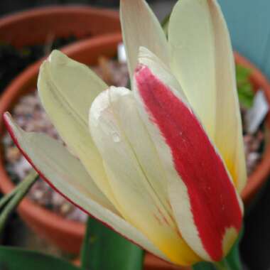 Tulipa turkestanica