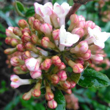 Viburnum x burkwoodii 'Anne Russell'