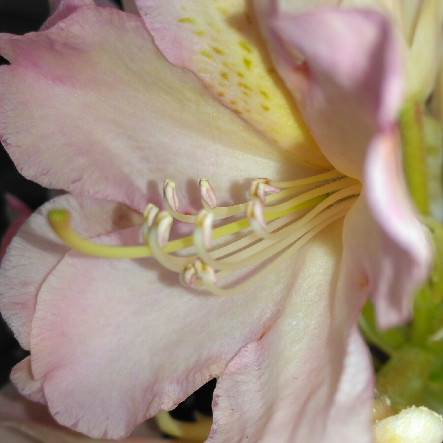 plant image 65749