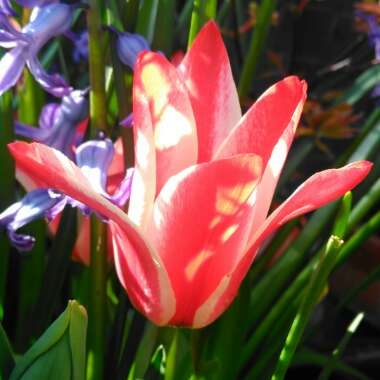 Tulipa 'Pinocchio'