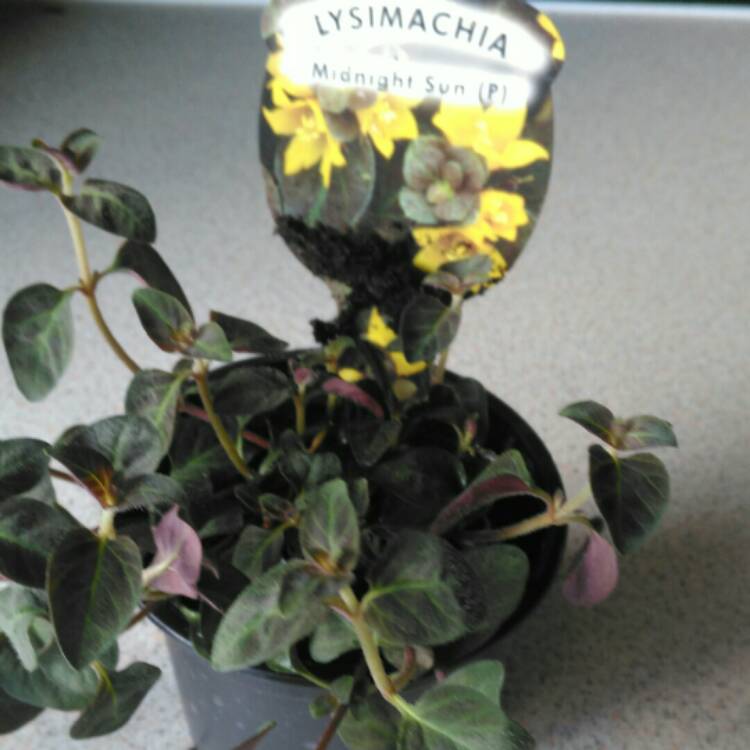 Plant image Lysimachia congestiflora 'Midnight Sun'