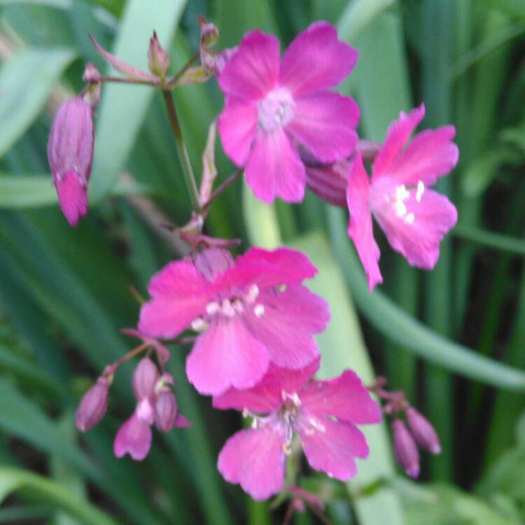 Plant image Silene viscaria 'Splendens' syn. Lychnis viscaria 'Splendens'