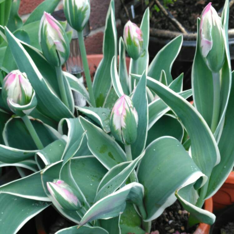 Plant image Tulipa 'China Town'