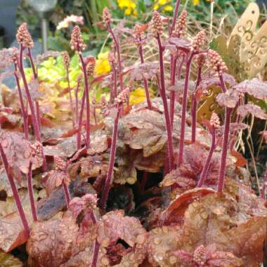 x Heucherella 'Brass Lantern'