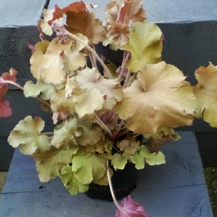 Plant image Heuchera 'Tangerine Wave' (Fox Series)