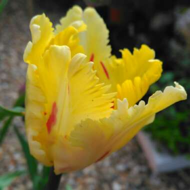 Tulipa 'Flaming Parrot'