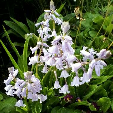 Hyacinthoides x massartiana