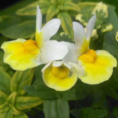 Nemesia aroma 'Banana Split'