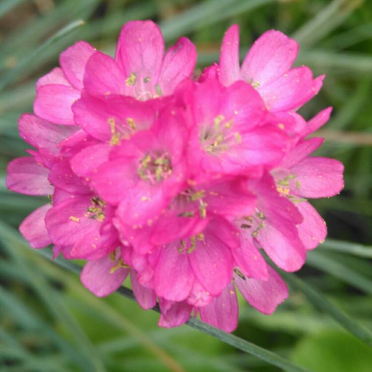 Plant image Armeria pseudarmeria 'Ballerina Mixed' (Mix)