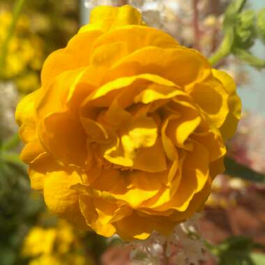 Geum flore plena 'Sunrise'