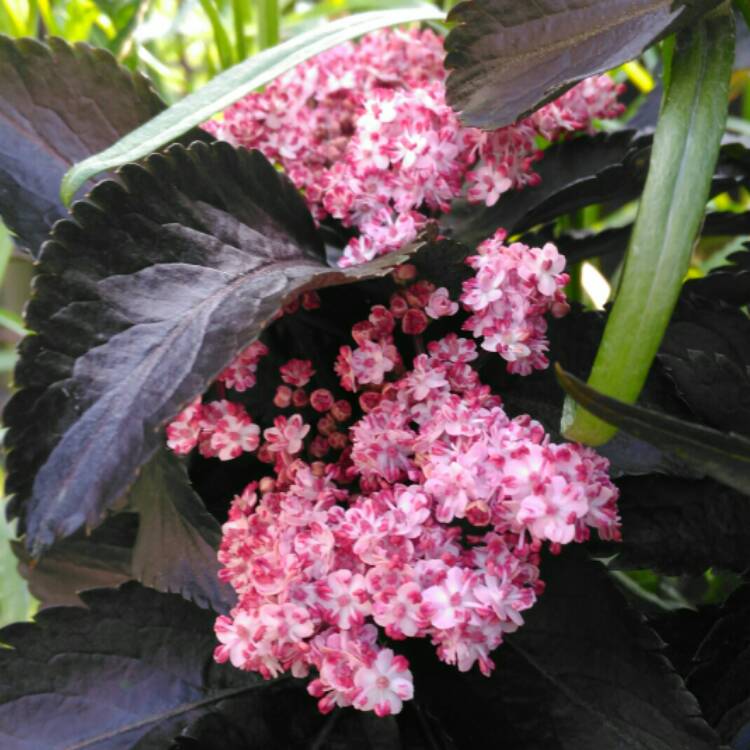 Plant image Sambucus nigra f. porphyrophylla 'Eiffel 1' syn. Sambucus nigra f. porphyrophylla 'Black Tower'