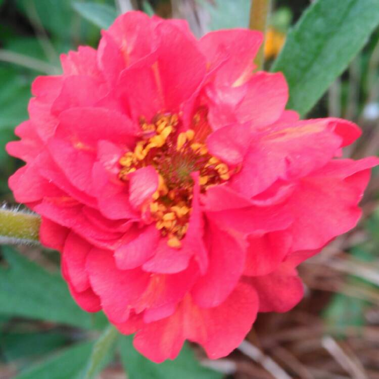 Plant image Geum 'Blazing Sunset'