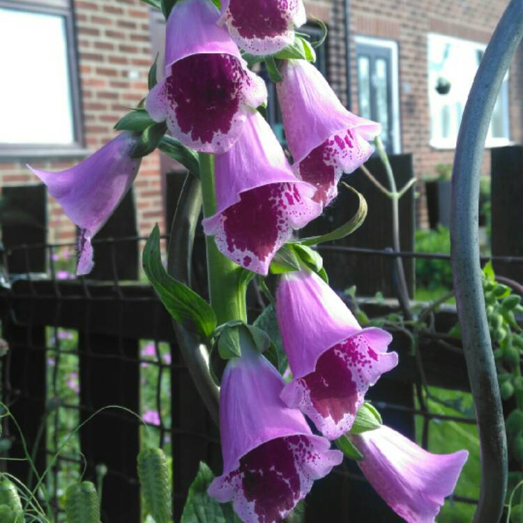 Plant image Digitalis purpurea 'Sugar Plum'