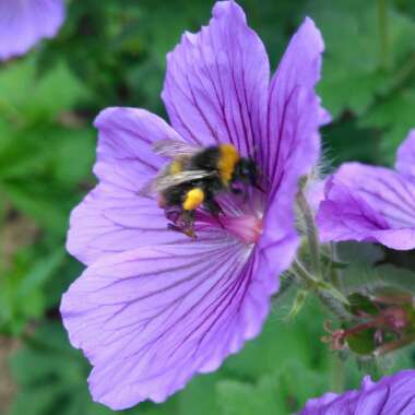 Geranium x johnsonii 'Johnson's Blue'