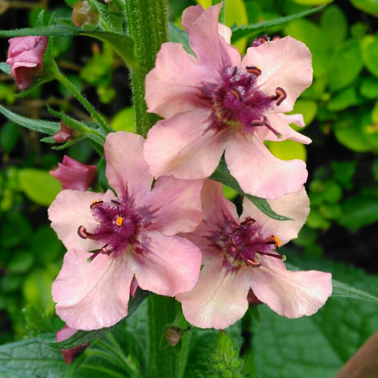 Plant image Verbascum x hybrida 'Southern Charm'