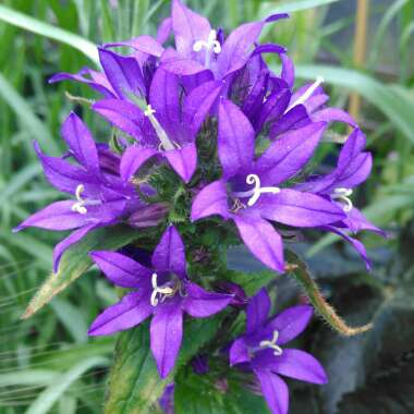 Campanula glomerata