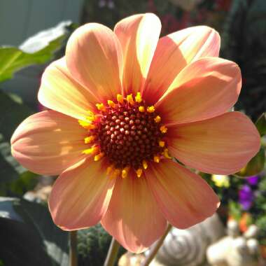 Dahlia 'Happy Single™ First Love'