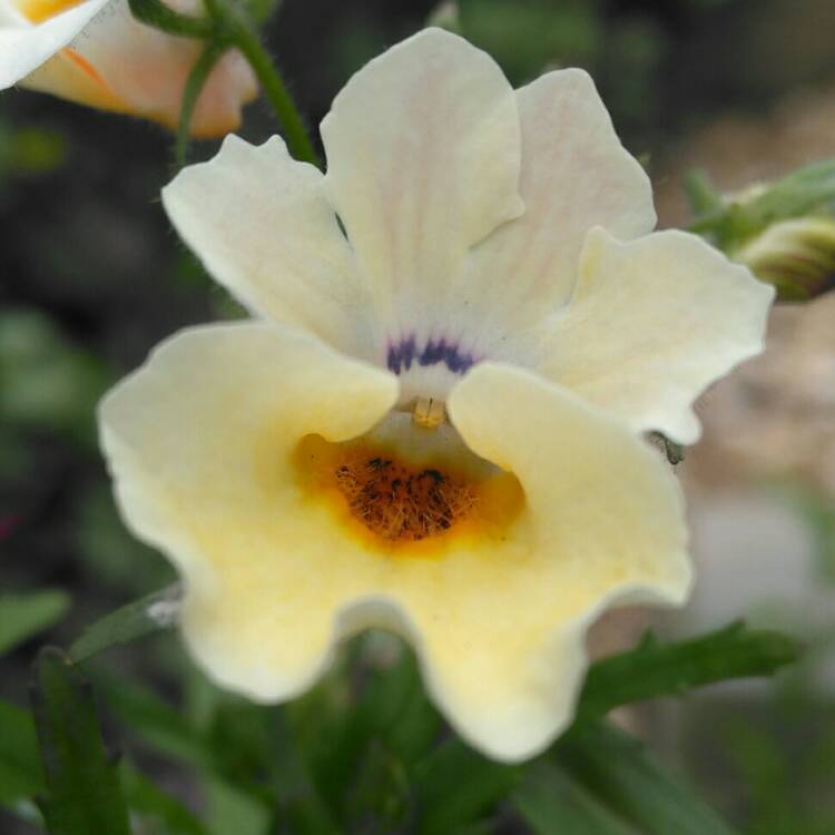 Plant image Nemesia strumosa 'Sundrops Mixed' (Mix)