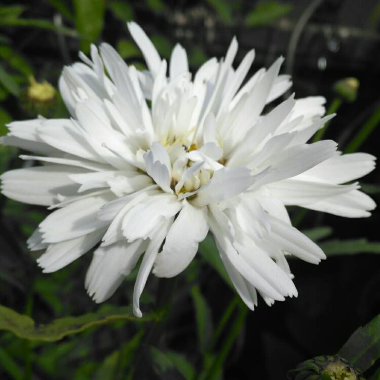 Plant image Leucanthemum Maximum