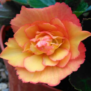 Begonia 'Illumination Golden Picotee' (Illumination Series)