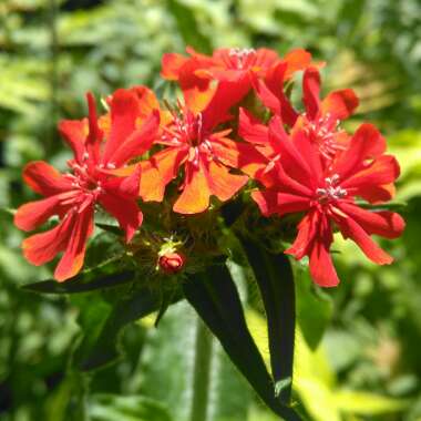 Lychnis chalcedonica