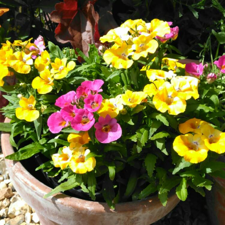 Plant image Nemesia strumosa 'Sundrops Mixed' (Mix)