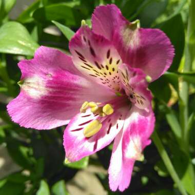 Alstroemeria 'Butterfly Hybrids'