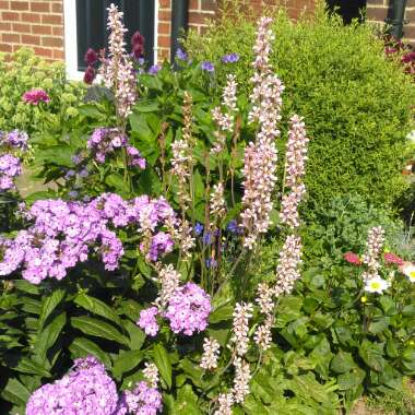 Francoa sonchifolia