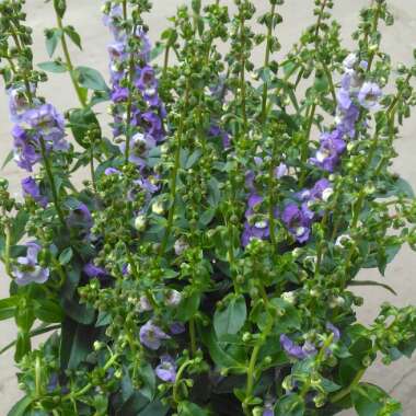 Angelonia Angustifolia