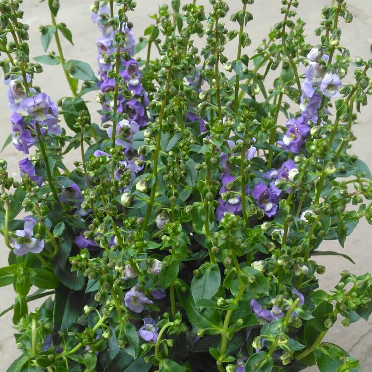 Plant image Angelonia Angustifolia