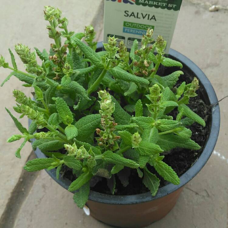 Plant image Salvia nemorosa 'Snow Mound'