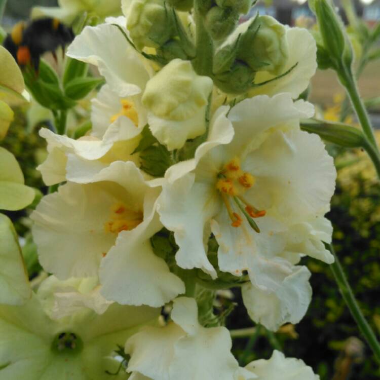 Plant image Verbascum 'Snow Maiden'