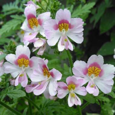 Schizanthus pinnatus 'Angel Wings'