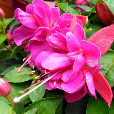 Fuchsia (Half Hardy)