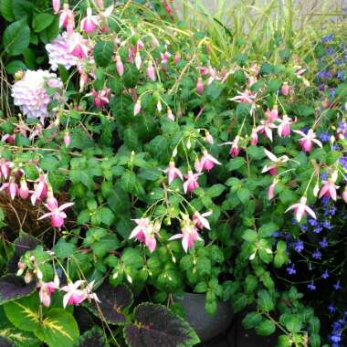 Fuchsia (Half Hardy)