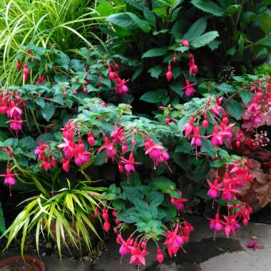 Fuchsia 'Paula Jane'