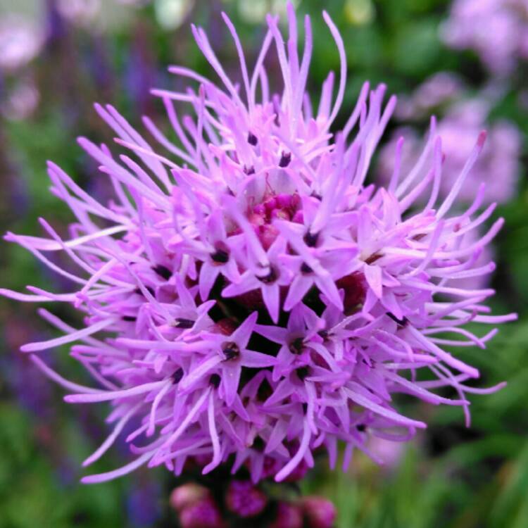 Plant image Liatris spicata 'Kobold'