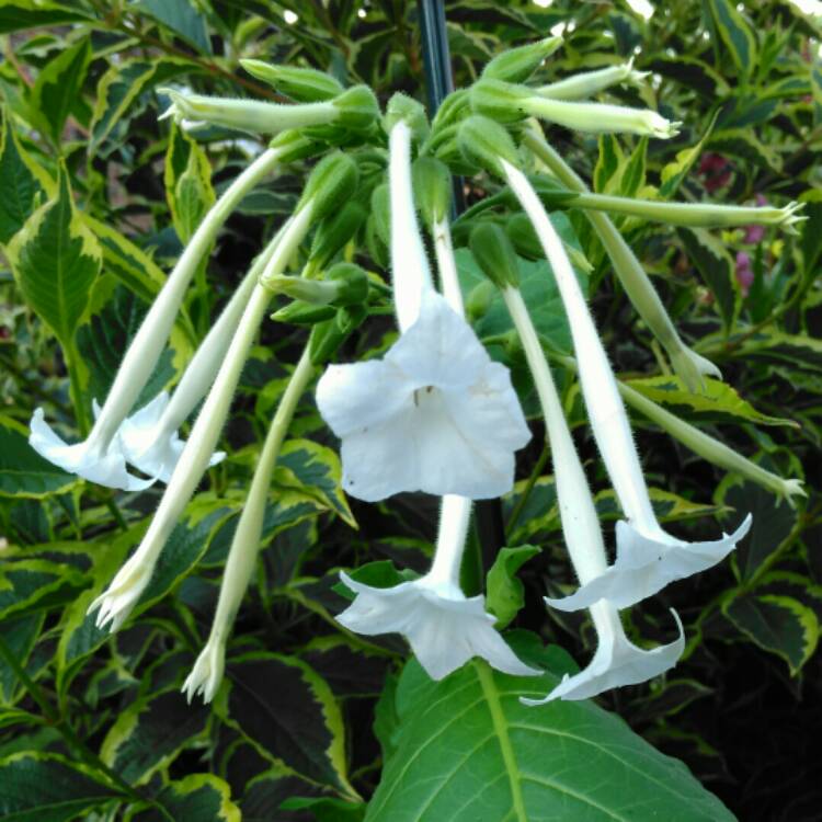 Plant image Nicotiana Sylvestris